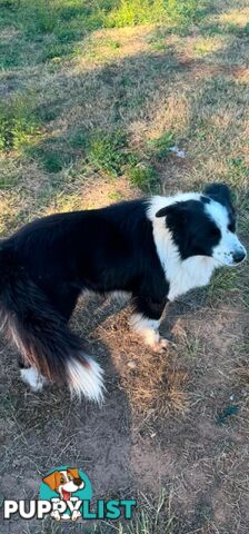 Long Haired Border Collie Puppies