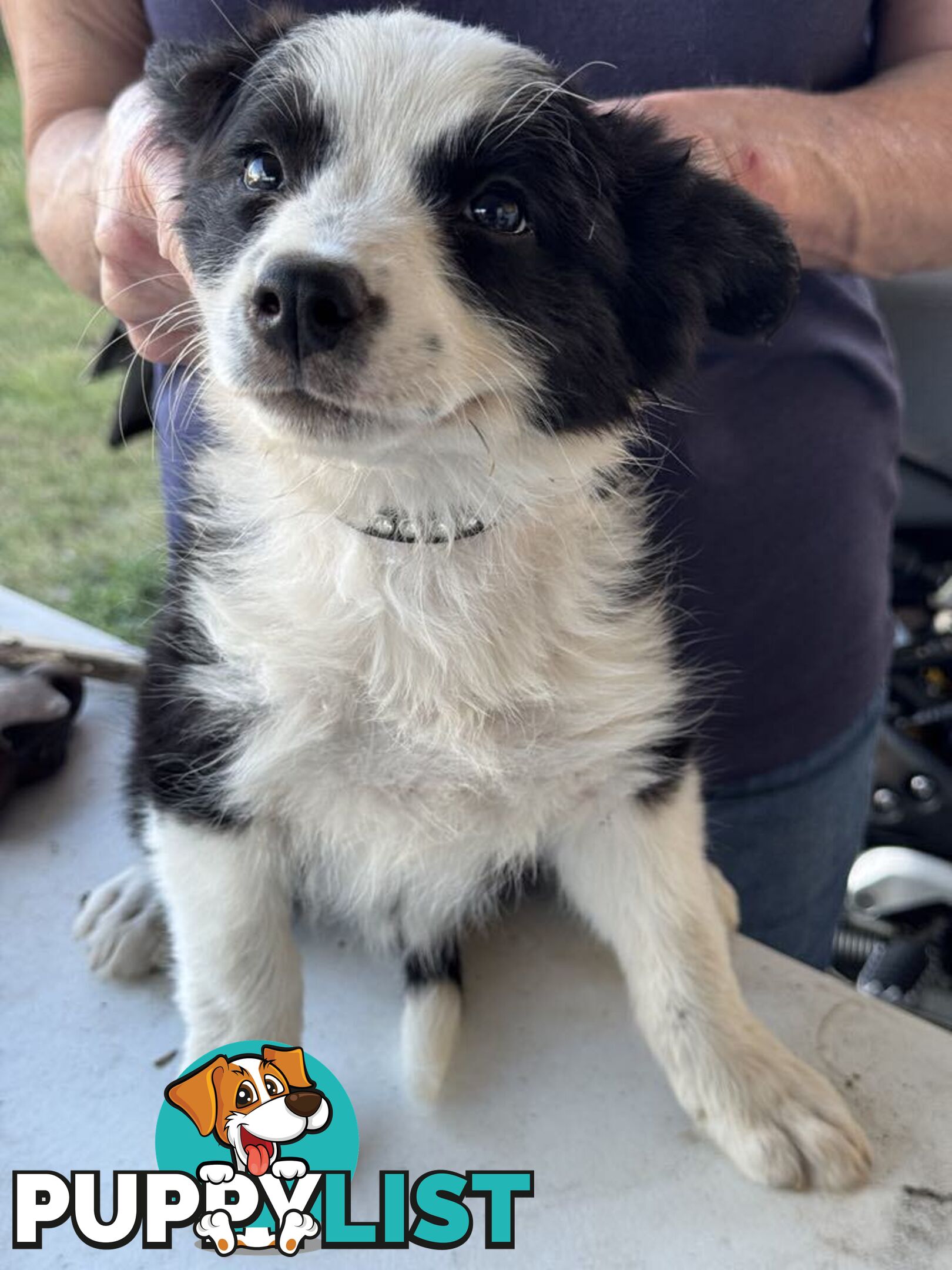 Long Haired Border Collie Puppies