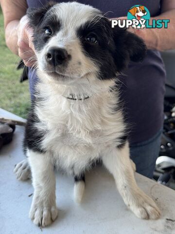 Long Haired Border Collie Puppies