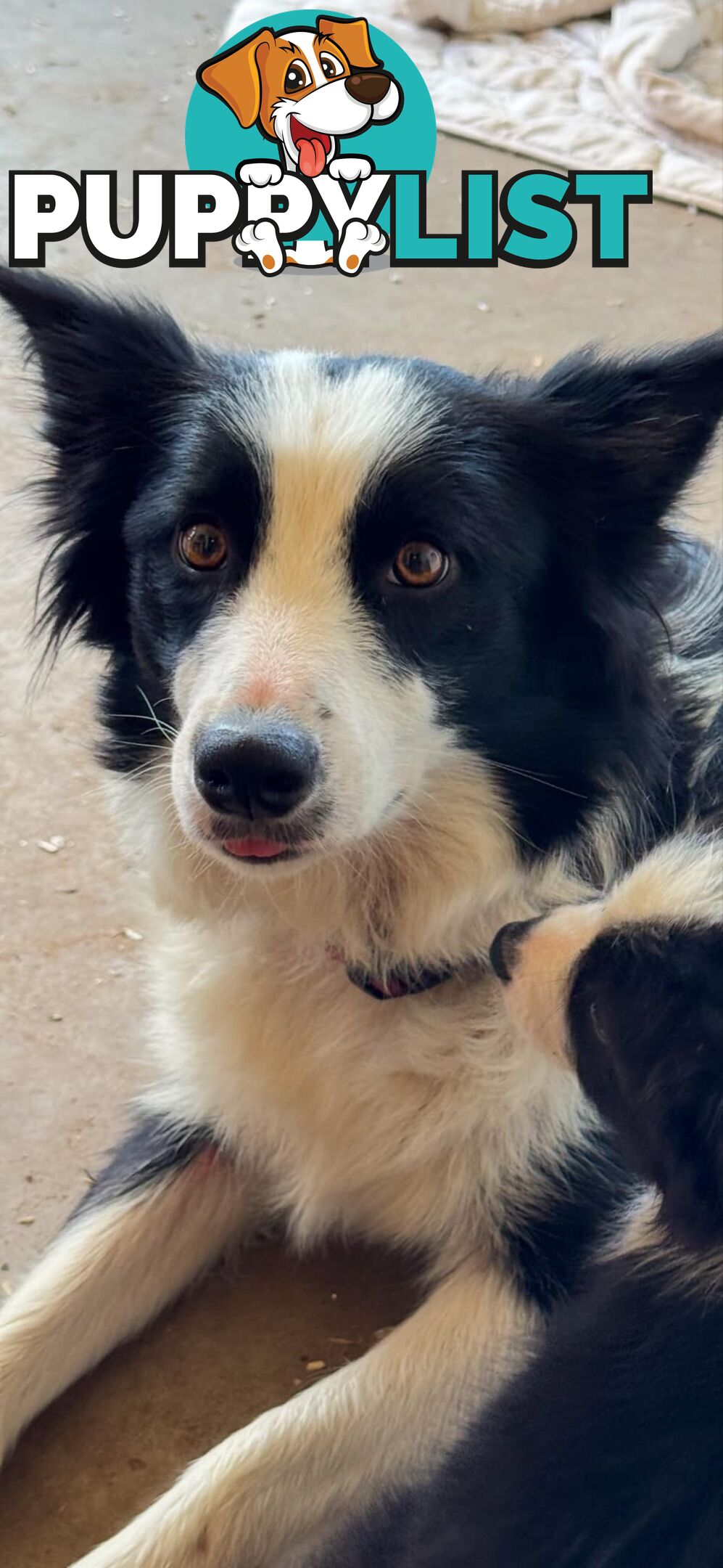 Long Haired Border Collie Puppies