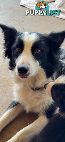 Long Haired Border Collie Puppies