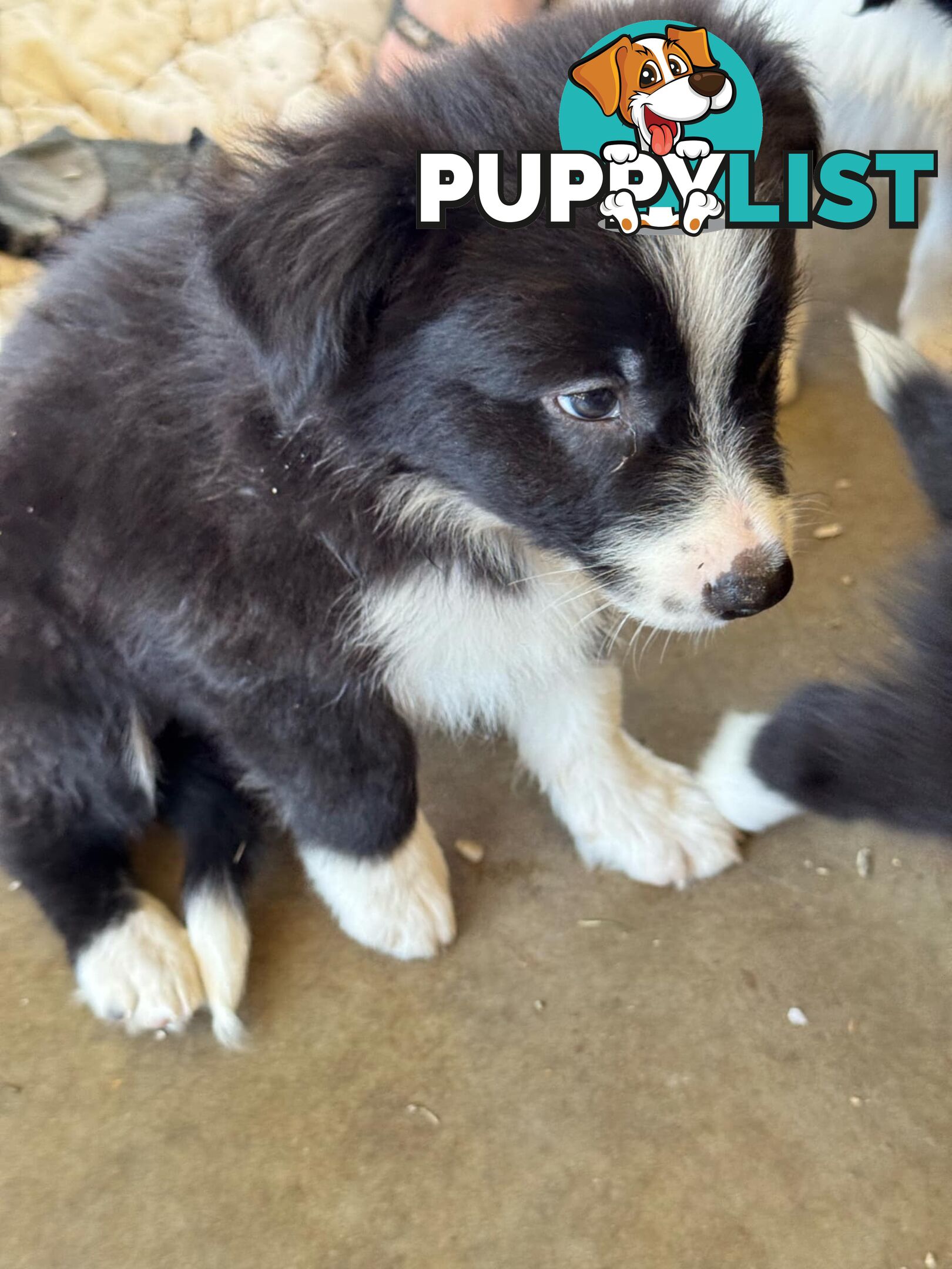 Long Haired Border Collie Puppies