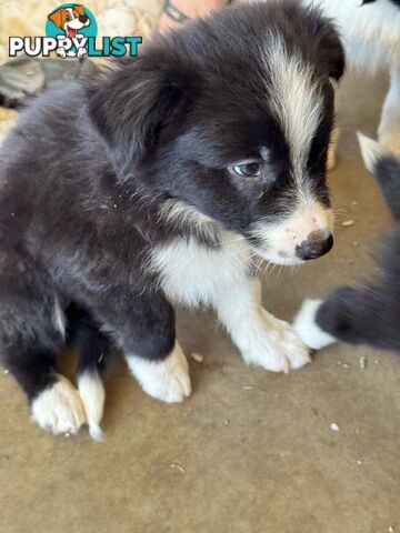 Long Haired Border Collie Puppies