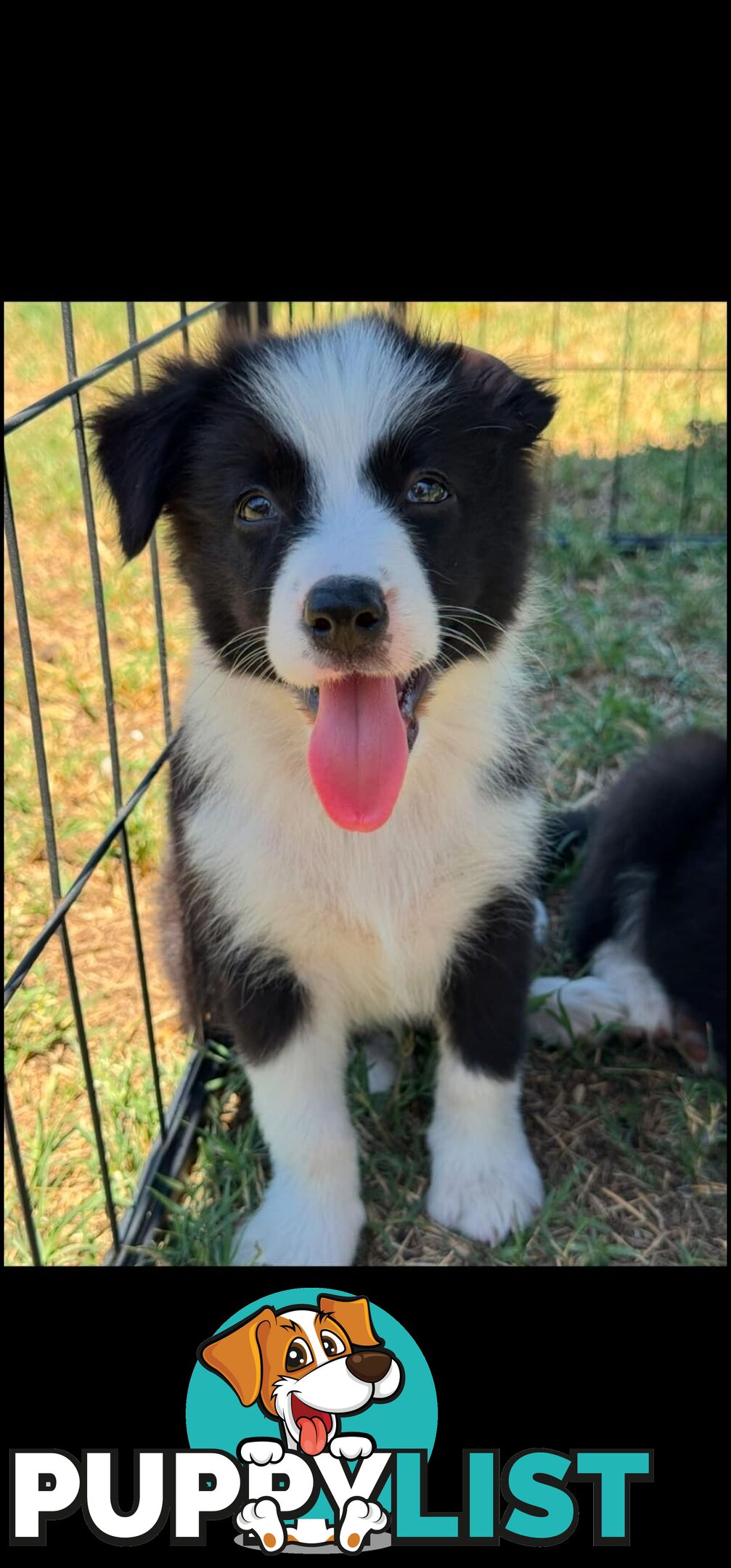 Long Haired Border Collie Puppies