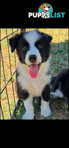 Long Haired Border Collie Puppies