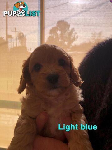 A1 Toy cavoodle pup