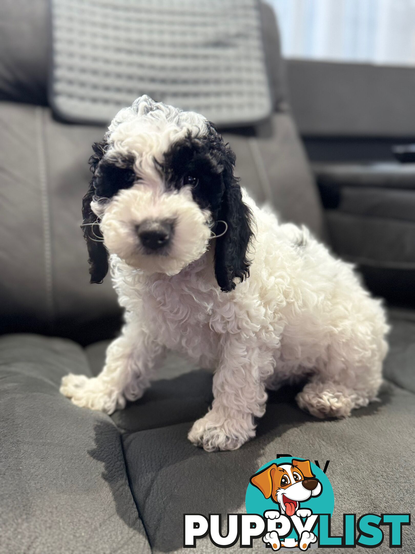 Beautiful Cavoodle puppies, ready for homes!