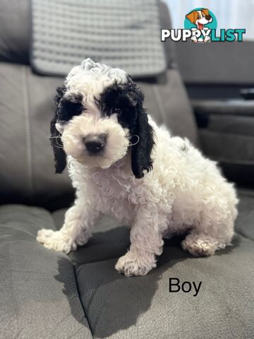 Beautiful Cavoodle puppies, ready for homes!