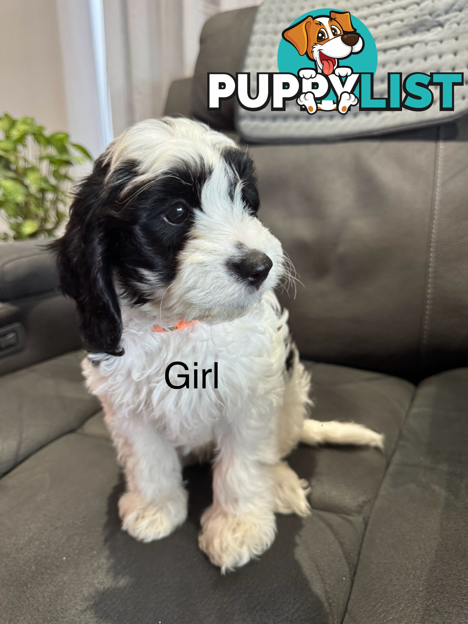 Beautiful Cavoodle puppies, ready for homes!