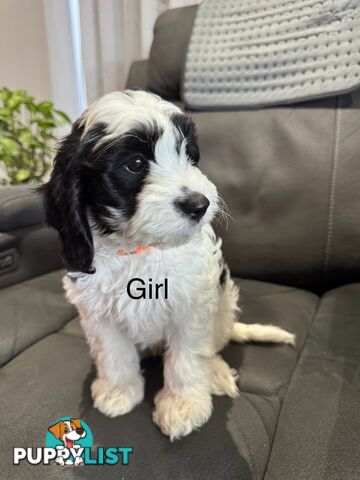 Beautiful Cavoodle puppies, ready for homes!