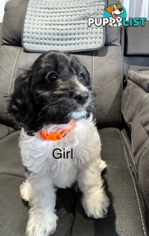 Beautiful Cavoodle puppies, ready for homes!