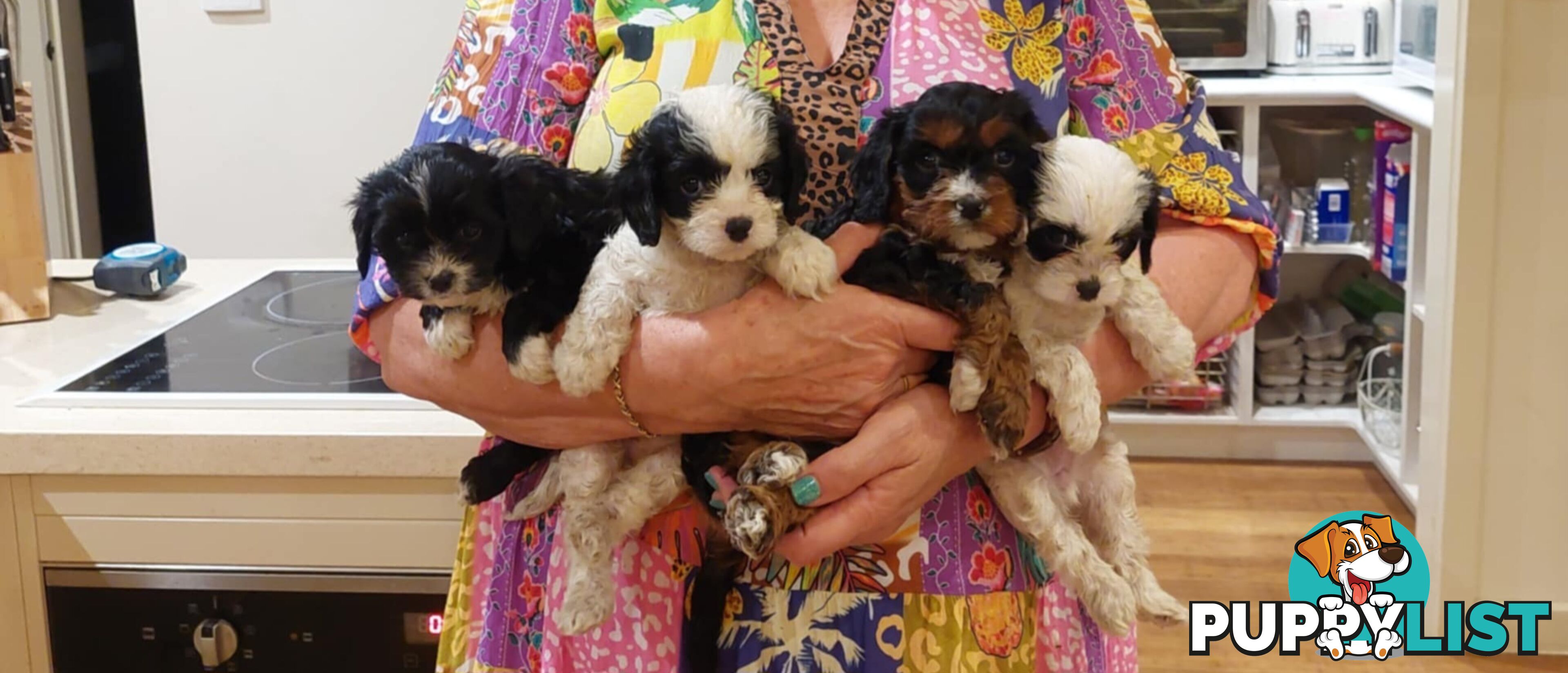 Cavoodle Puppies