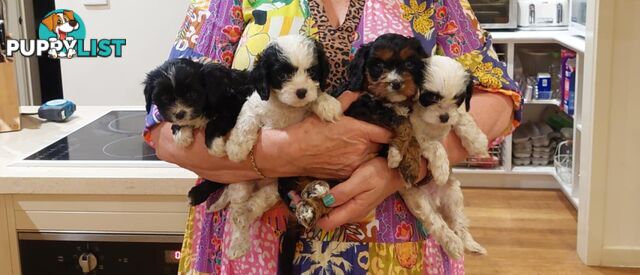 Cavoodle Puppies