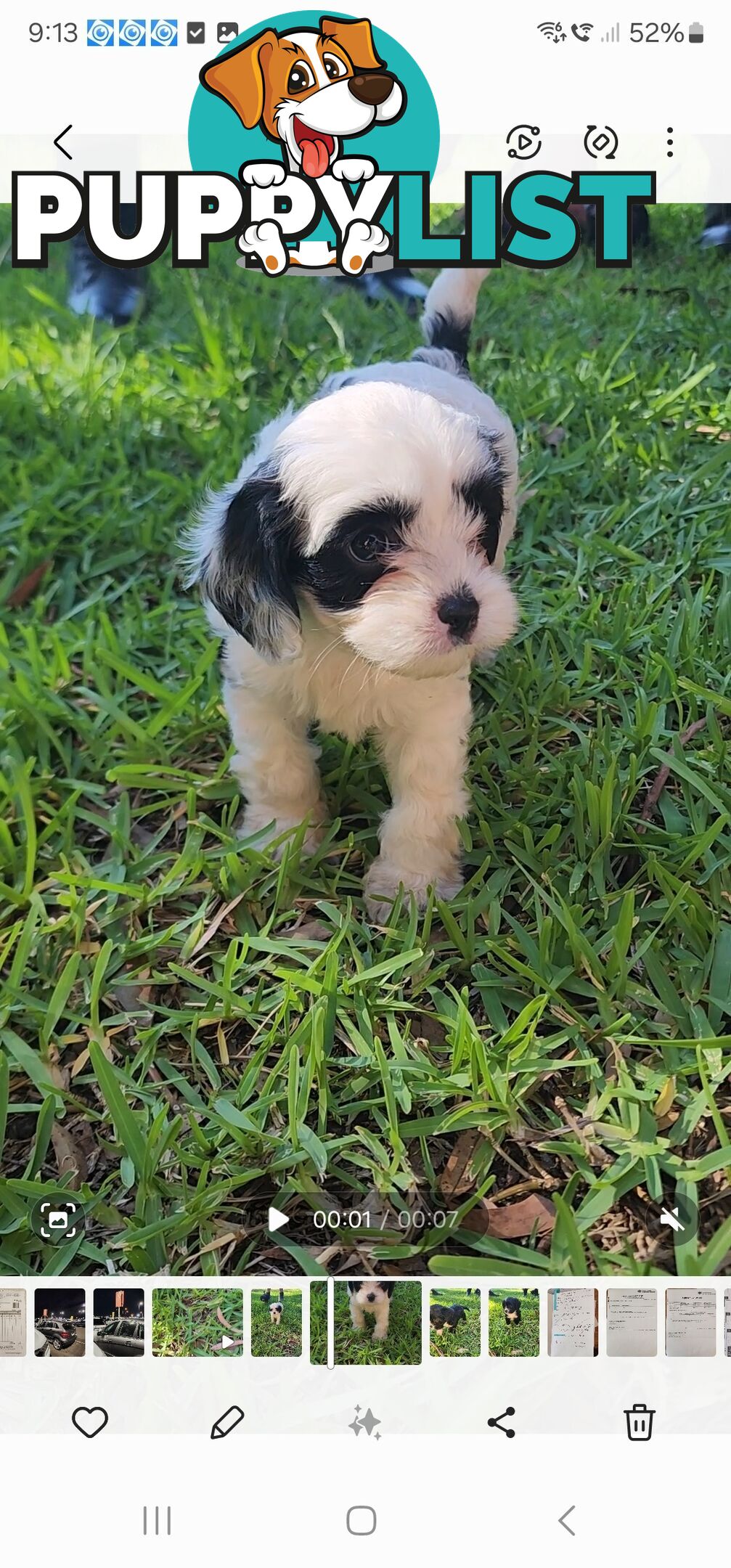 Cavoodle Puppies