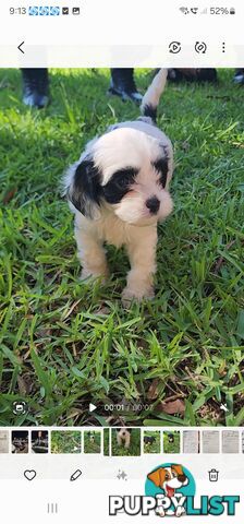 Cavoodle Puppies