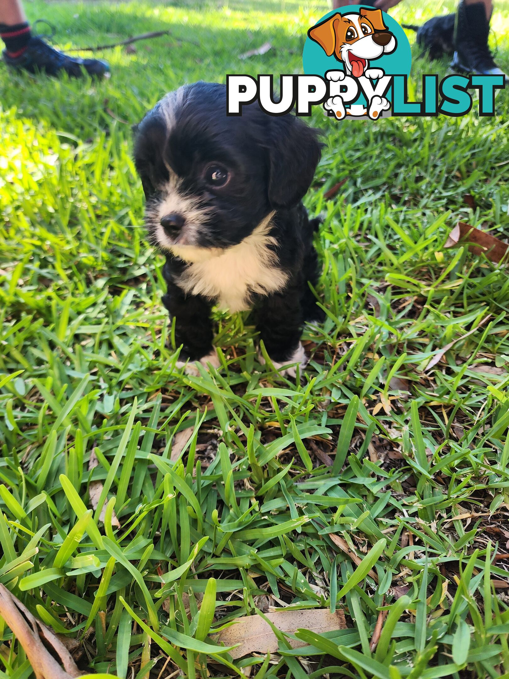 Cavoodle Puppies