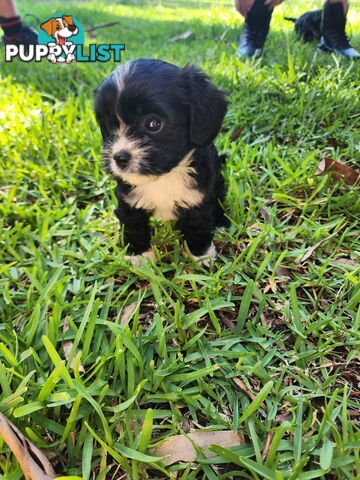 Cavoodle Puppies