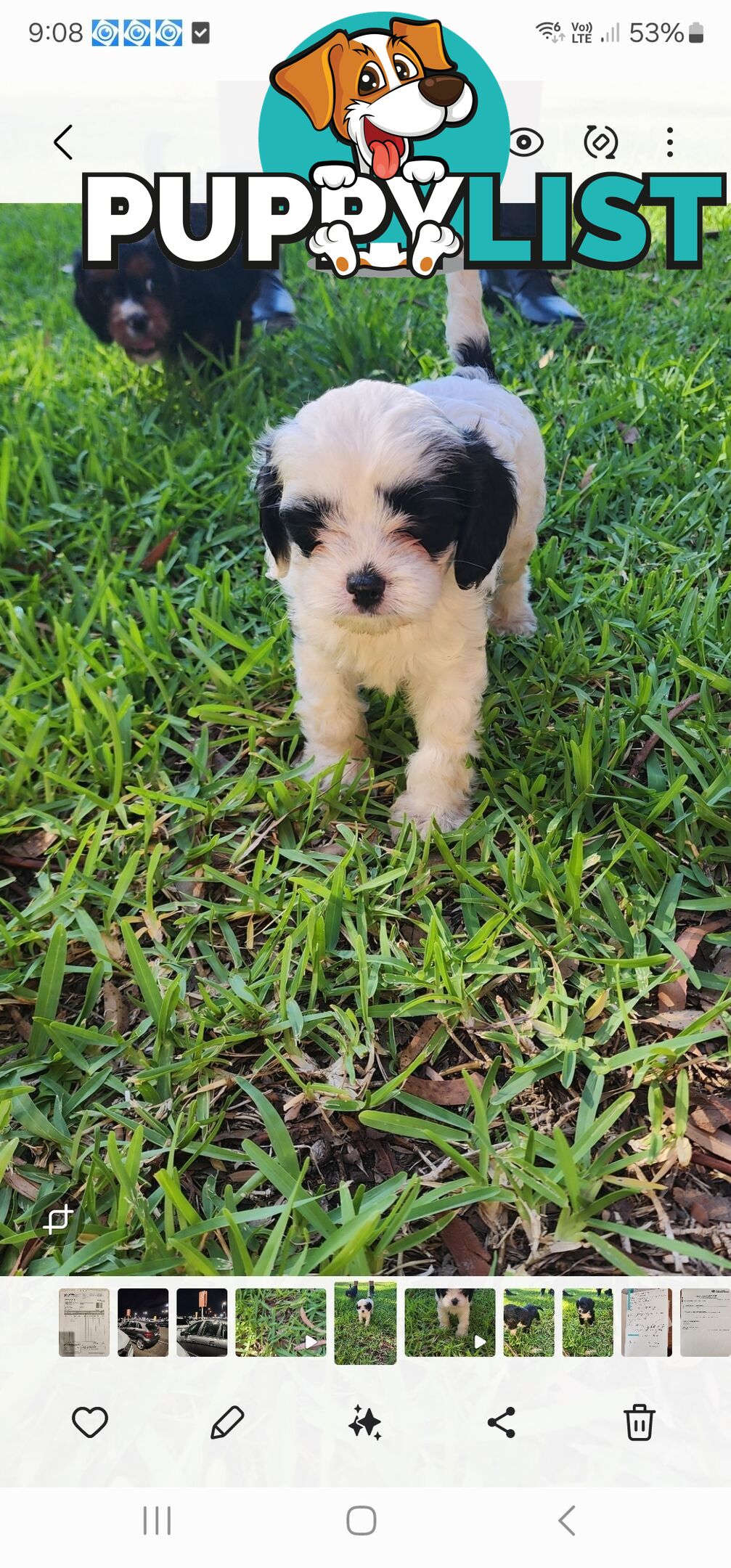 Cavoodle Puppies