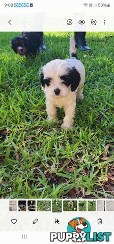 Cavoodle Puppies