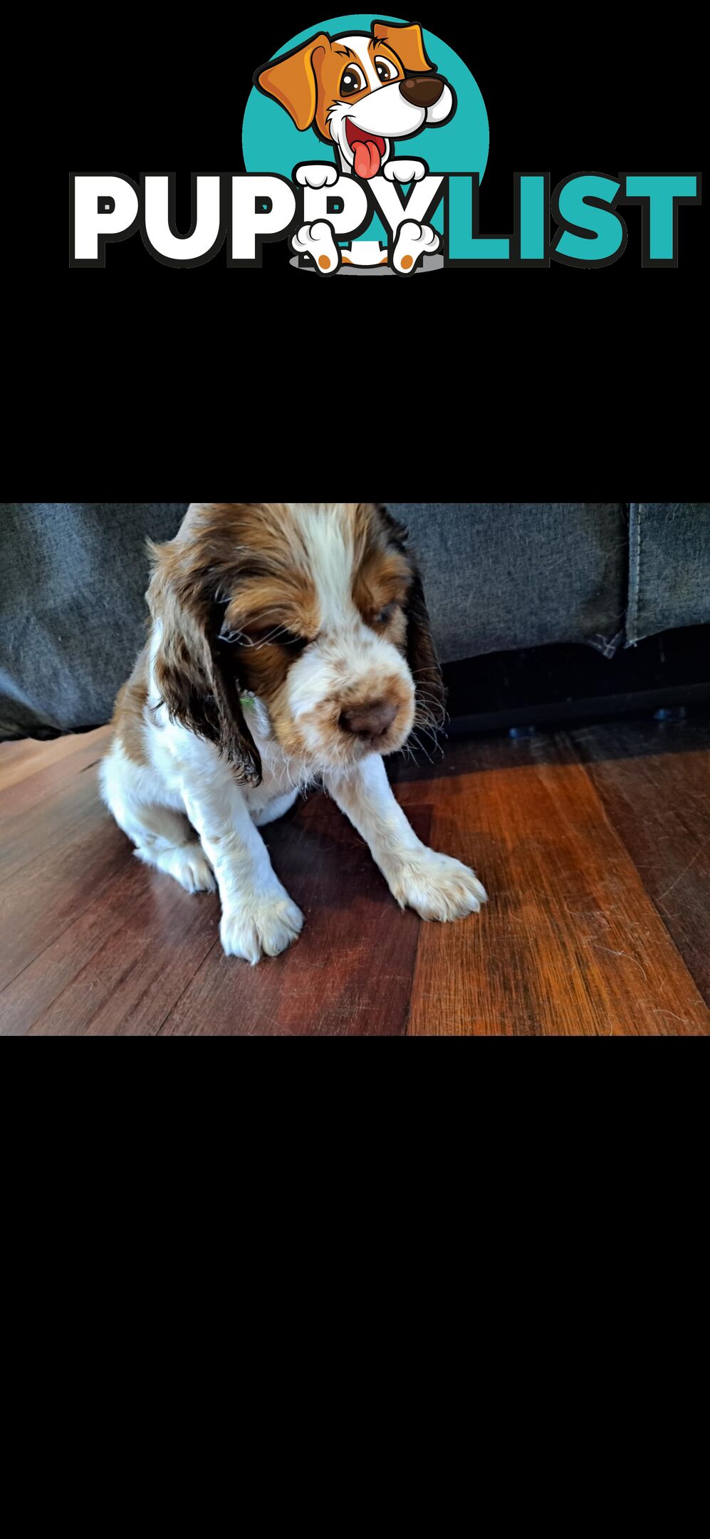 English springer spaniel pups