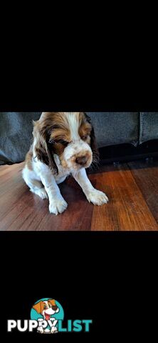 English springer spaniel pups