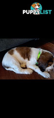 English springer spaniel pups