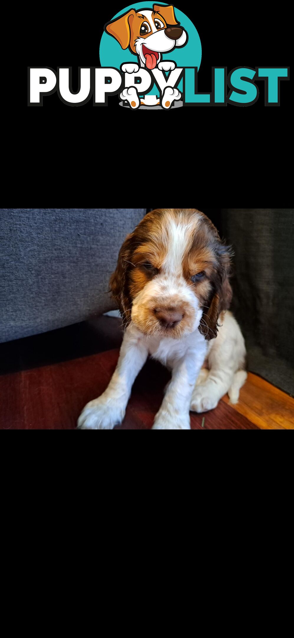 English springer spaniel pups