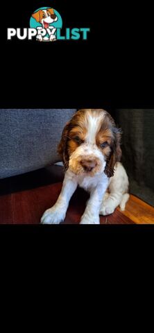 English springer spaniel pups