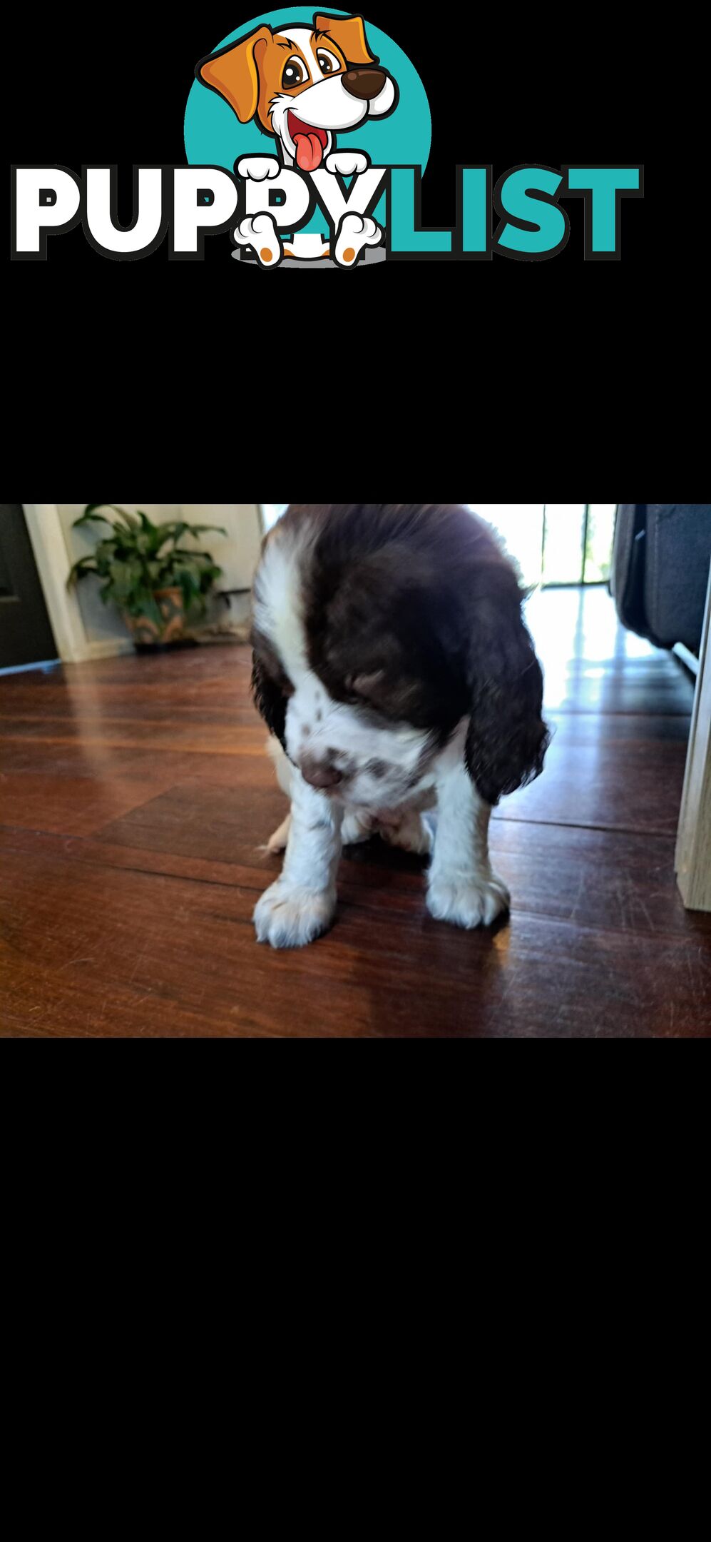 English springer spaniel pups