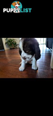 English springer spaniel pups