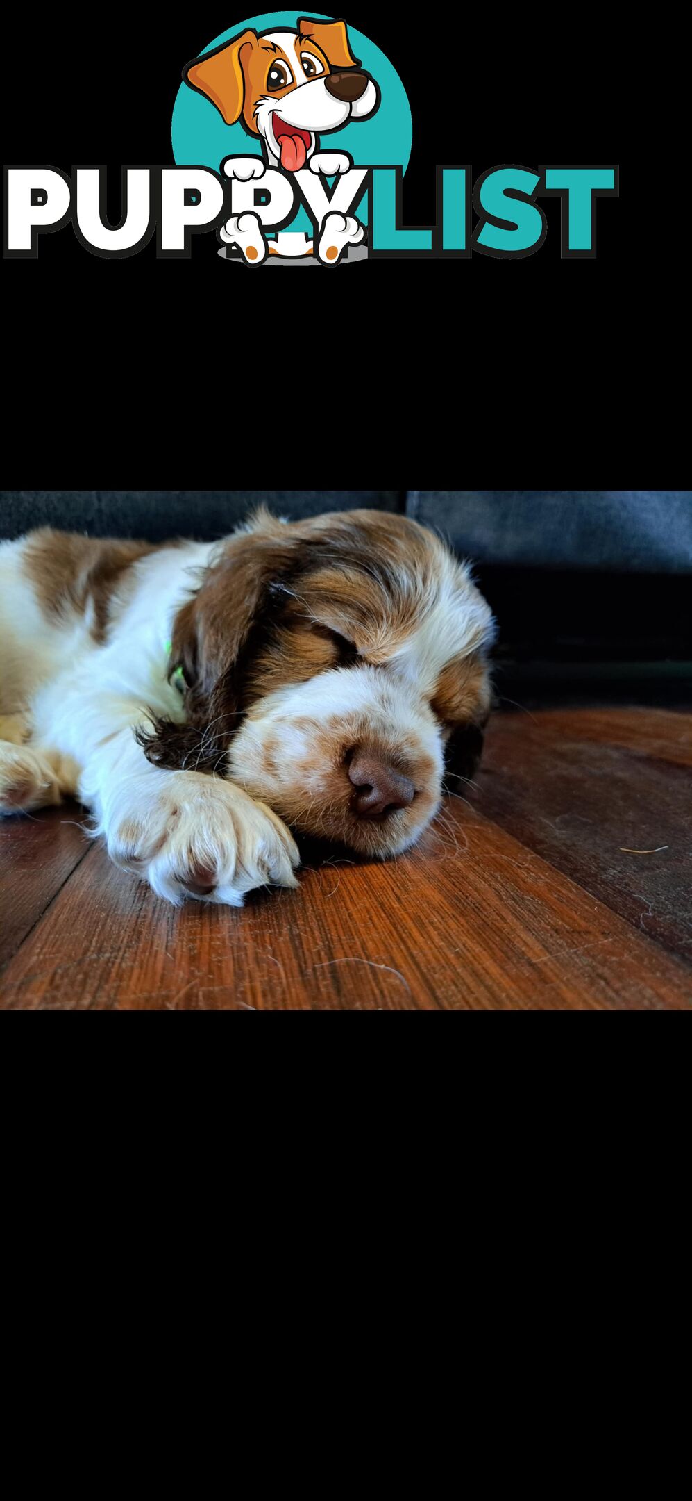 English springer spaniel pups