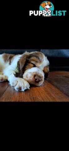 English springer spaniel pups