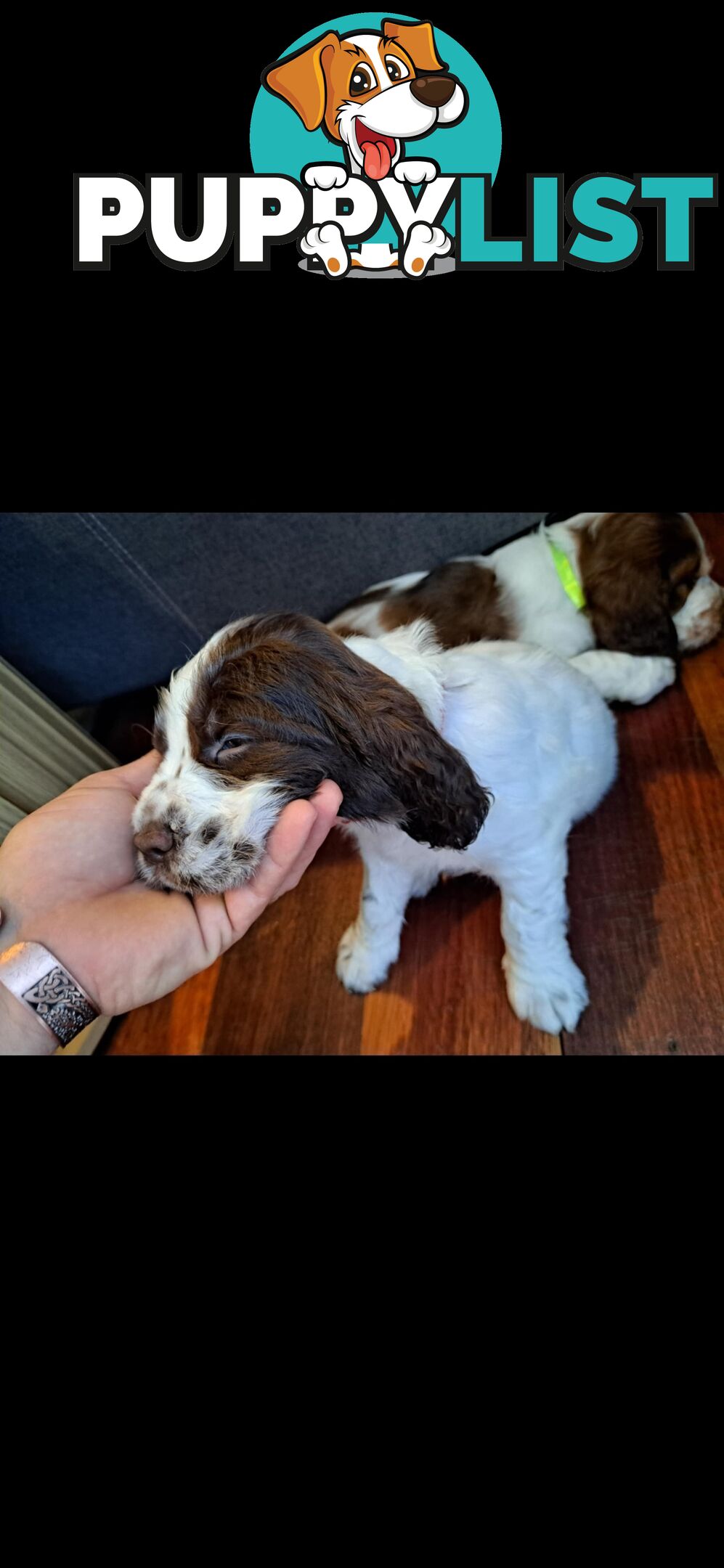 English springer spaniel pups