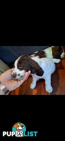 English springer spaniel pups