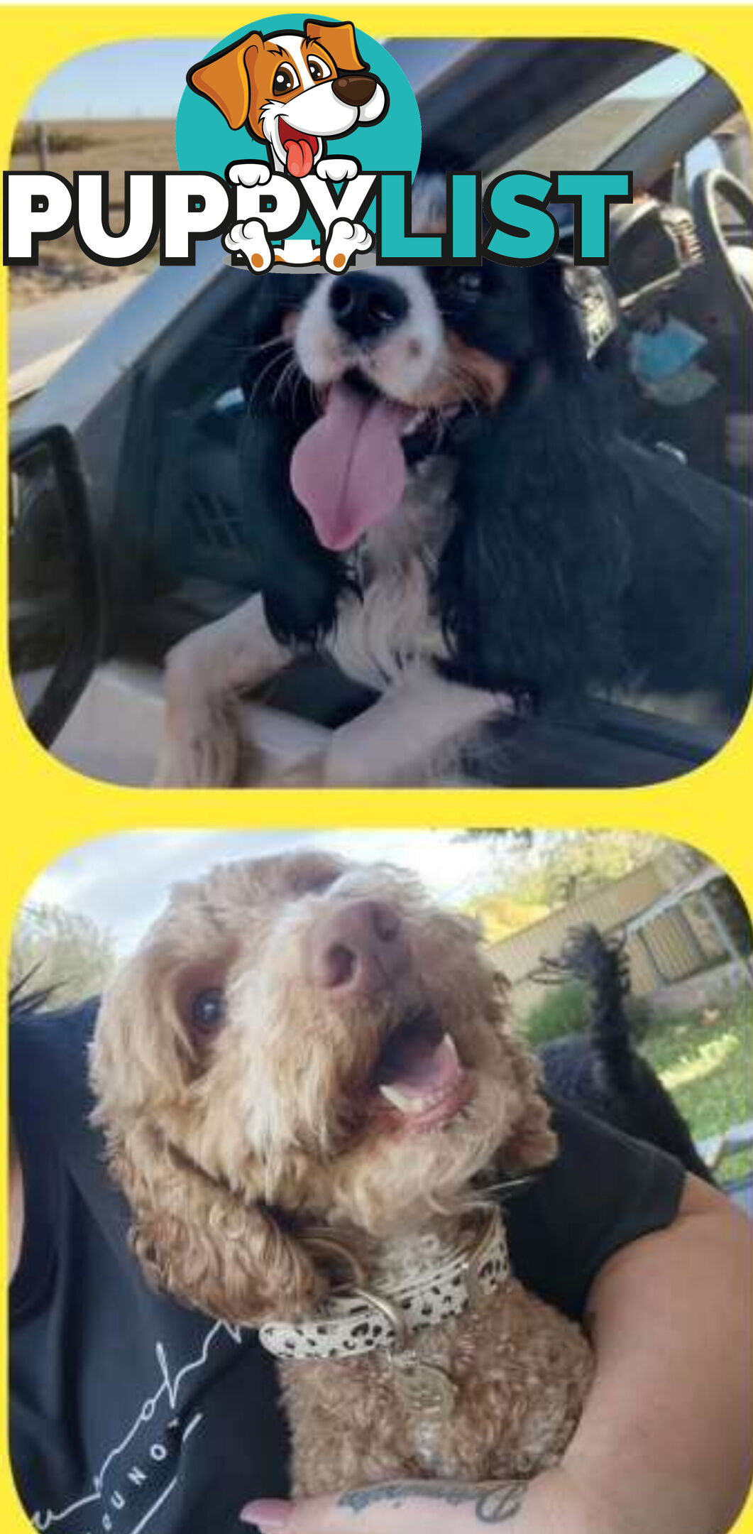 F1 cavoodle