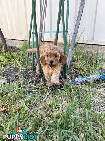 F1B cavoodle