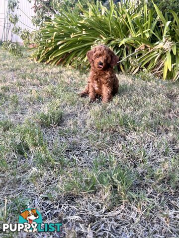 F1B cavoodle