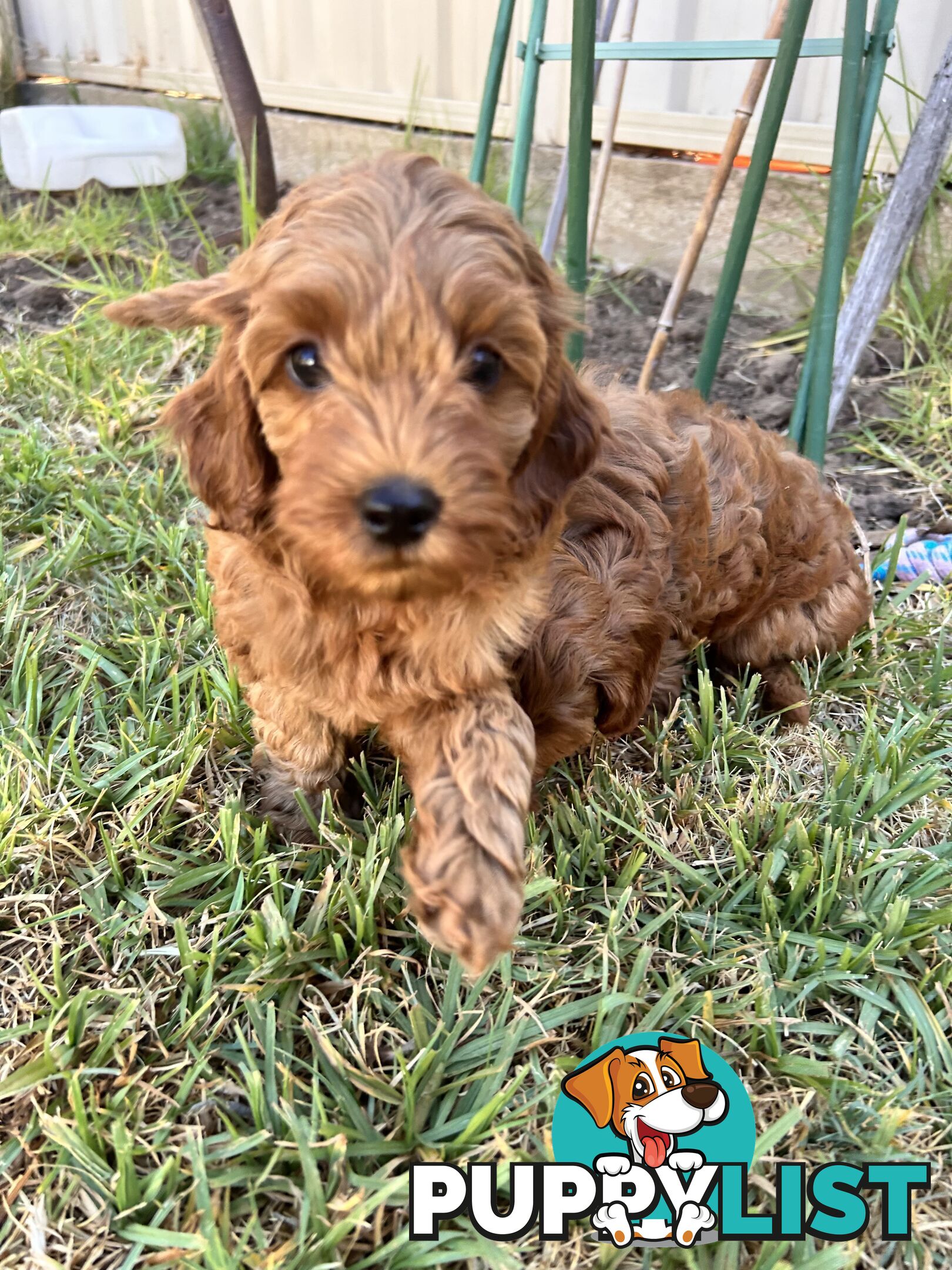 F1B cavoodle