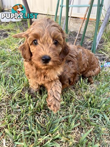 F1B cavoodle