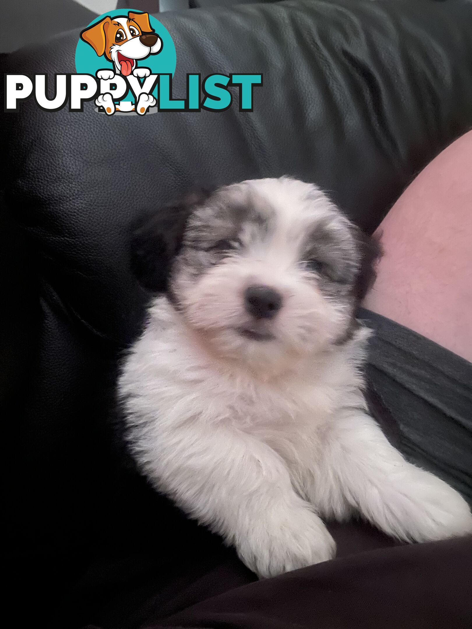 Maltese Shih Tzu