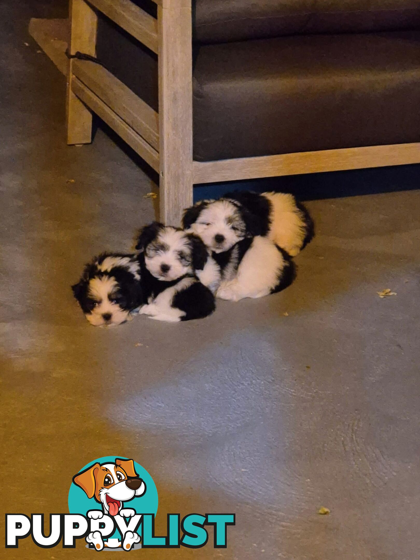 Maltese Shih Tzu
