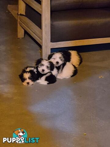 Maltese Shih Tzu