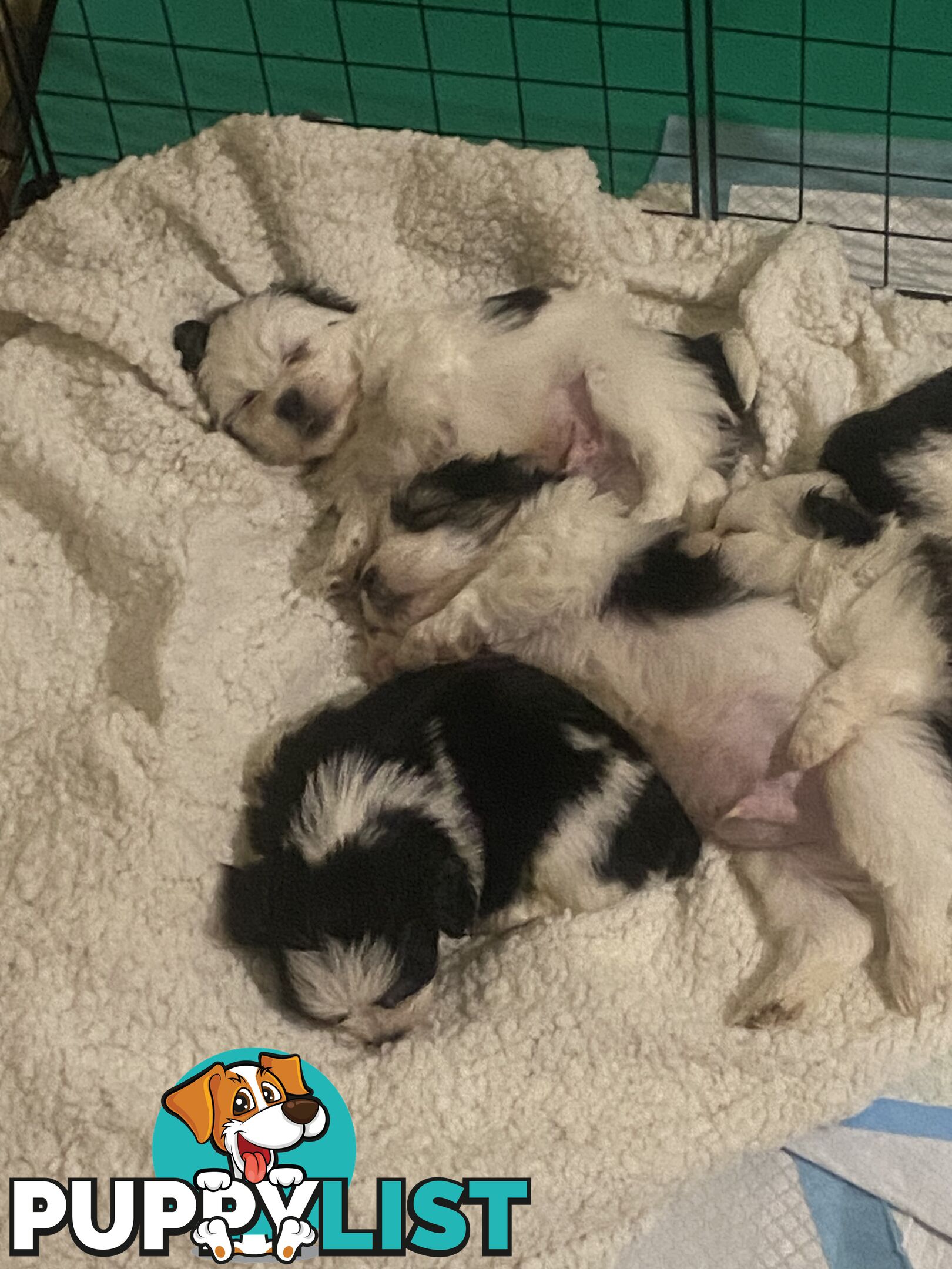 Maltese Shih Tzu