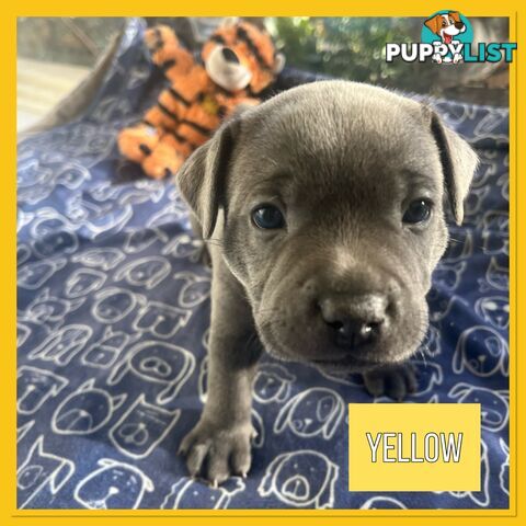 Blue English Staffordshire Staffie Puppies