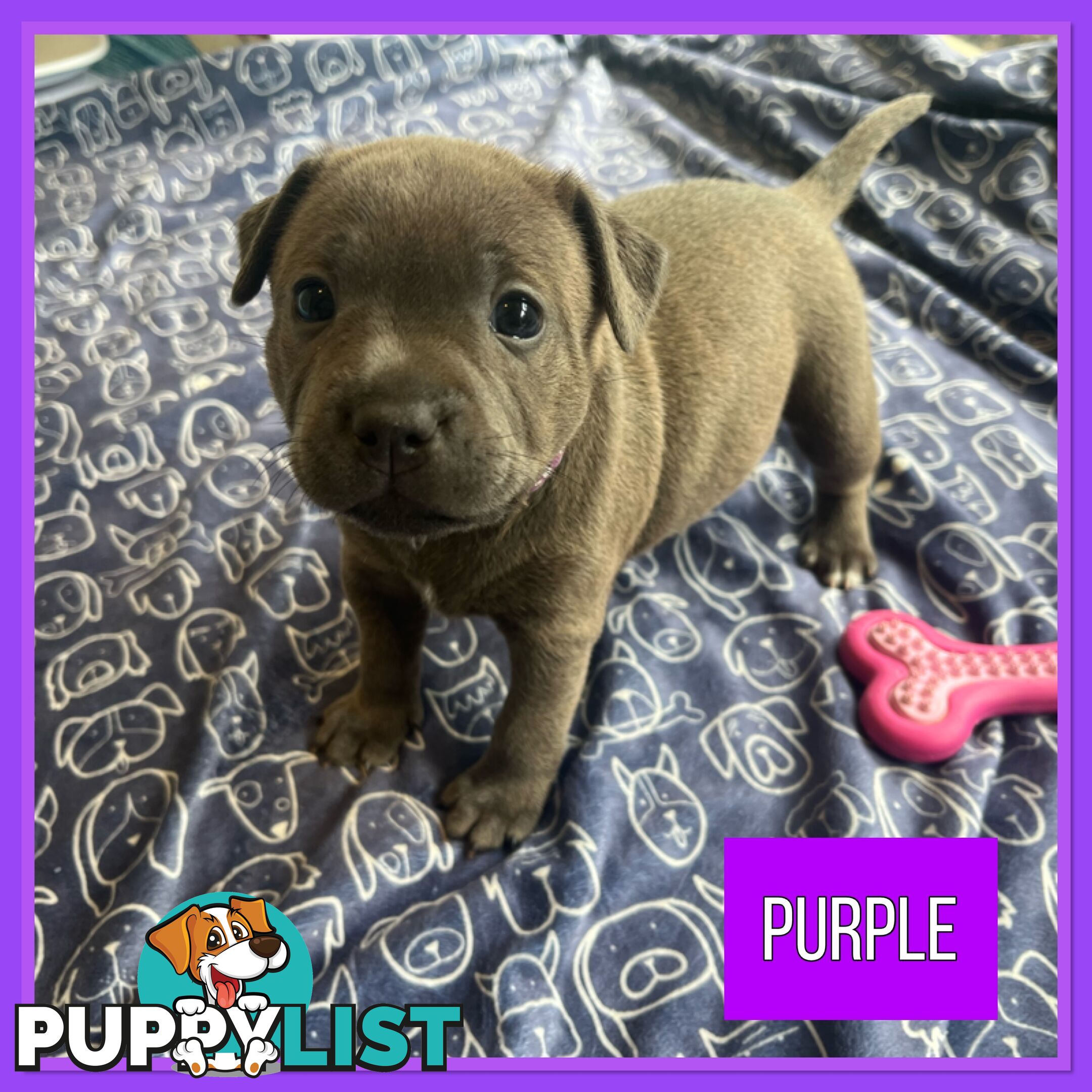 Blue English Staffordshire Staffie Puppies