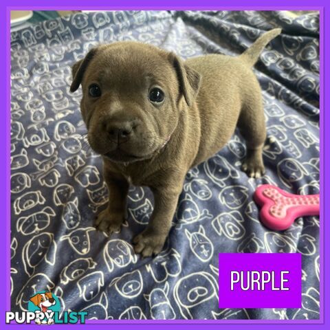 Blue English Staffordshire Staffie Puppies