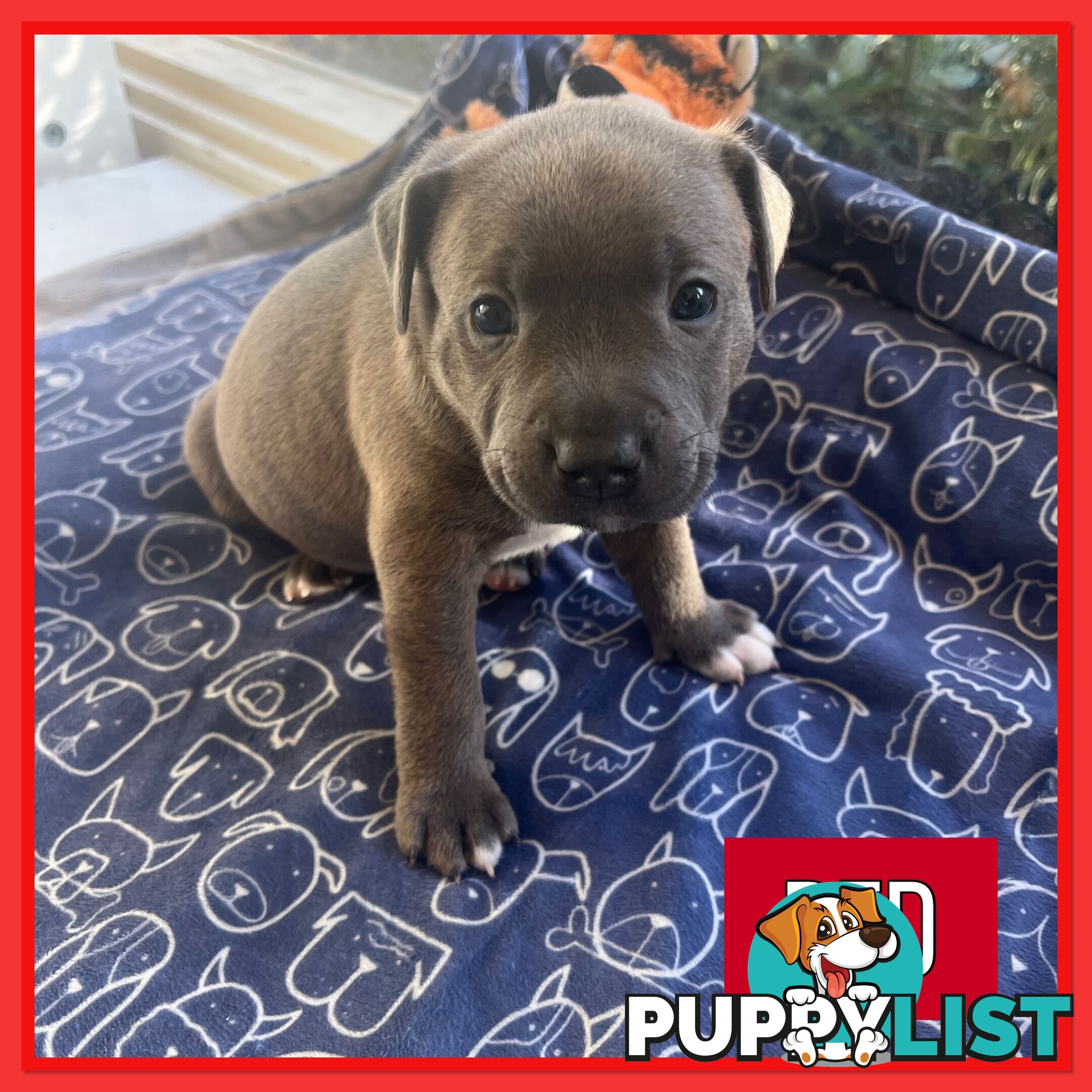 Blue English Staffordshire Staffie Puppies