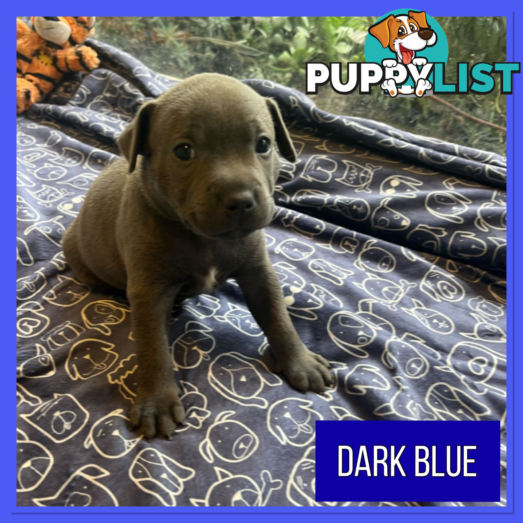 Blue English Staffordshire Staffie Puppies