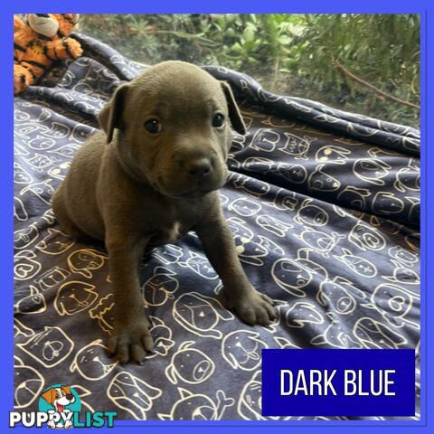 Blue English Staffordshire Staffie Puppies