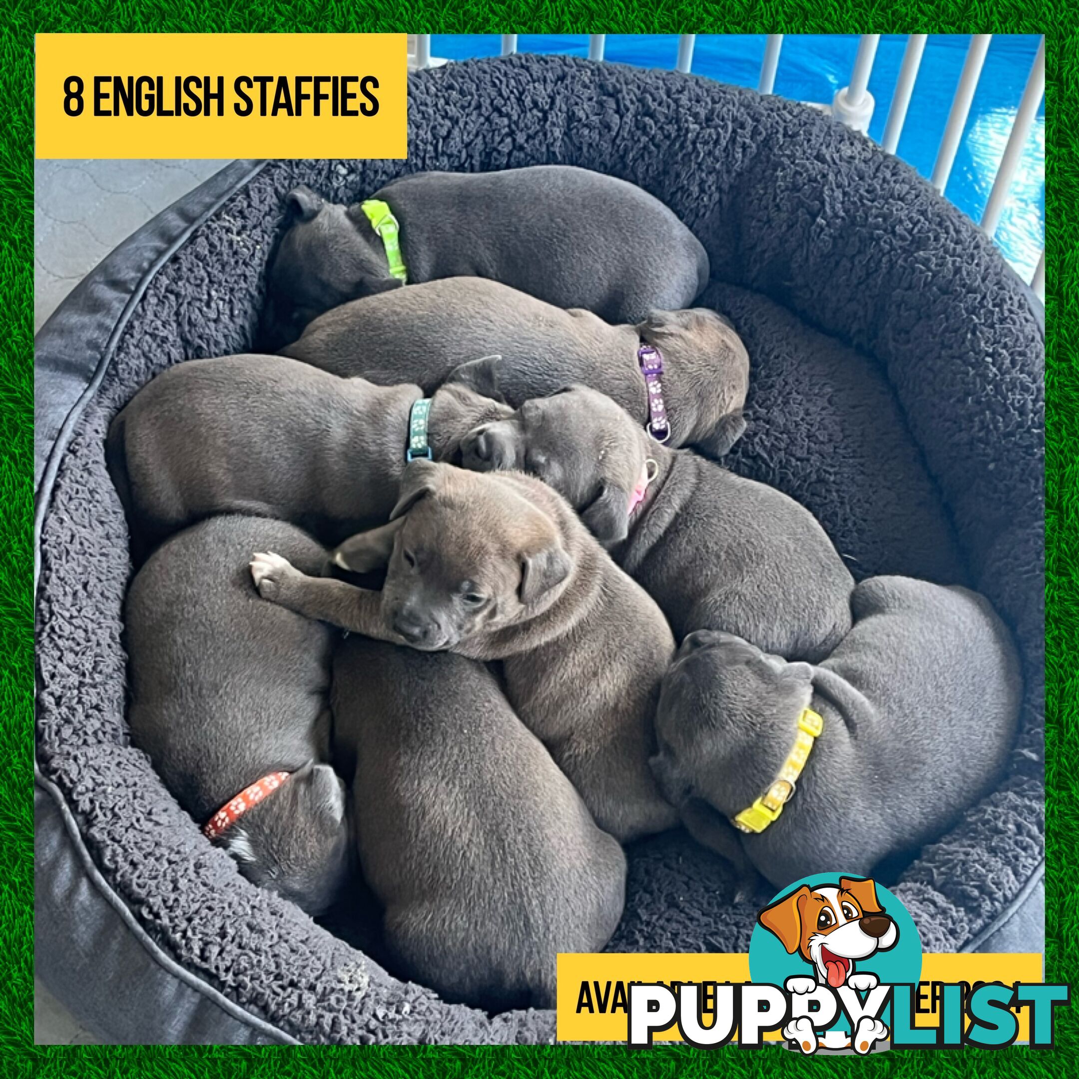 Blue English Staffordshire Staffie Puppies